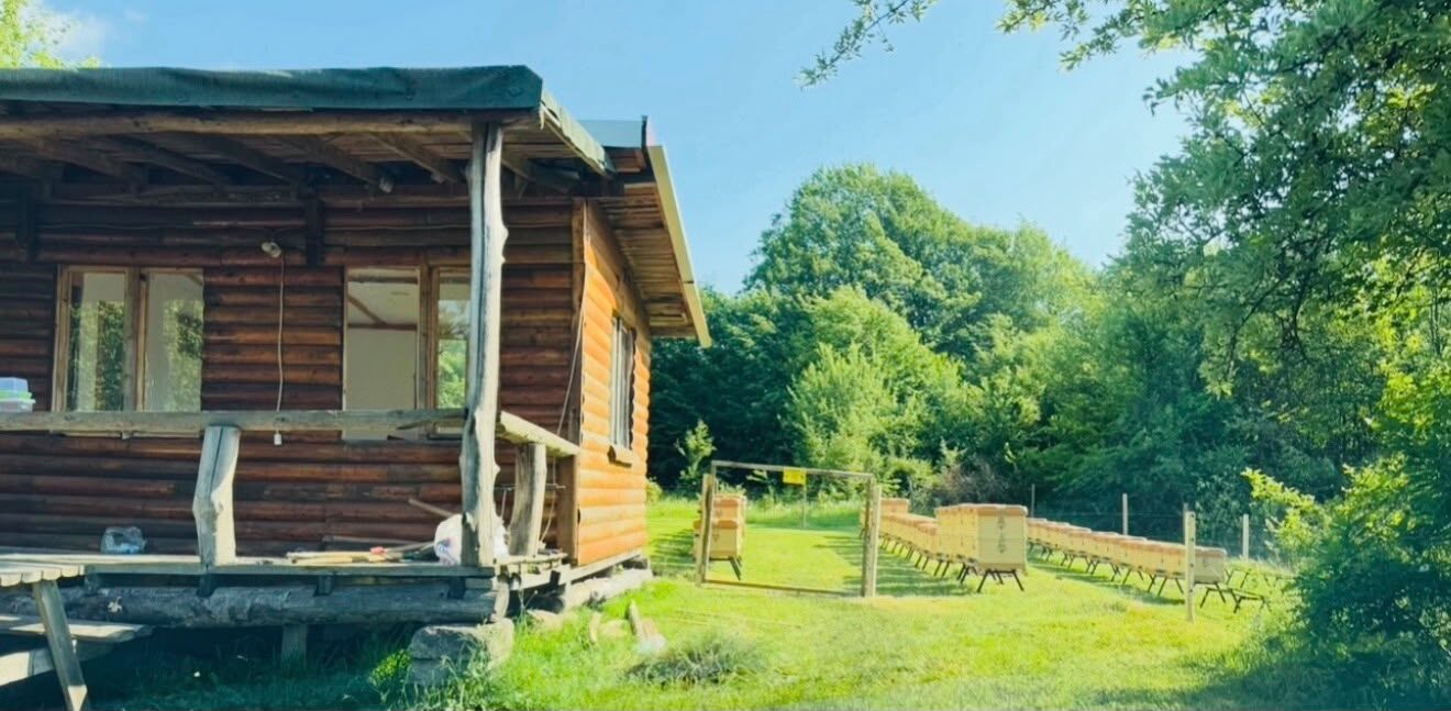 Apipoli arılığında ahşap kulübe ve sıra sıra dizilmiş kovanlar